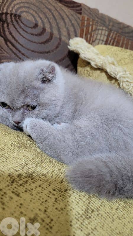 purest Scottish fold lilac kitten HIGHEST QUALITY 5