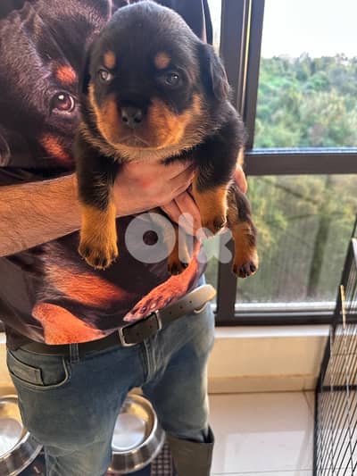 Best puppies Rottweiler in Lebanon