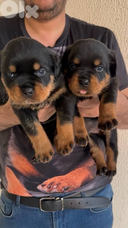 Best puppies Rottweiler in Lebanon 1