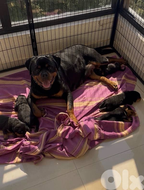 Best puppies Rottweiler in Lebanon 2