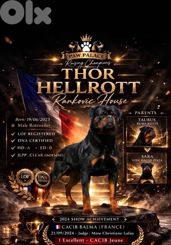 Best puppies Rottweiler in Lebanon 3