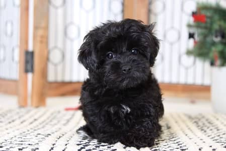 Black Yorkie