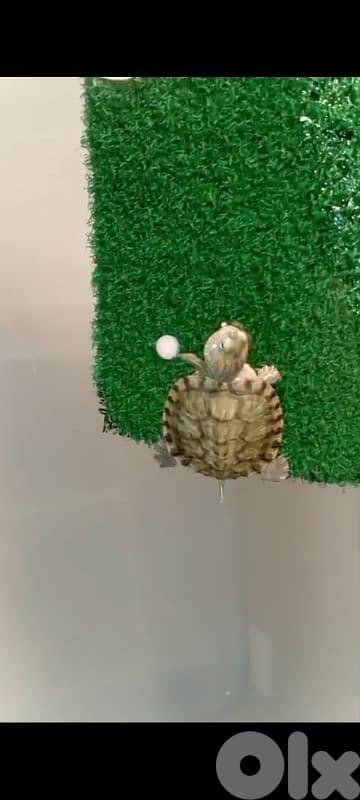 turtles for sale سلاحف البيع