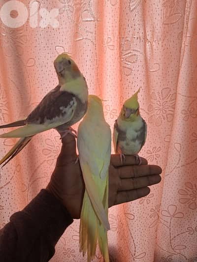 جبيل جانب سنترال