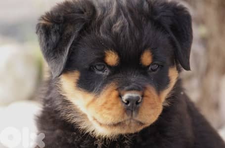 rottweiler serbian blood