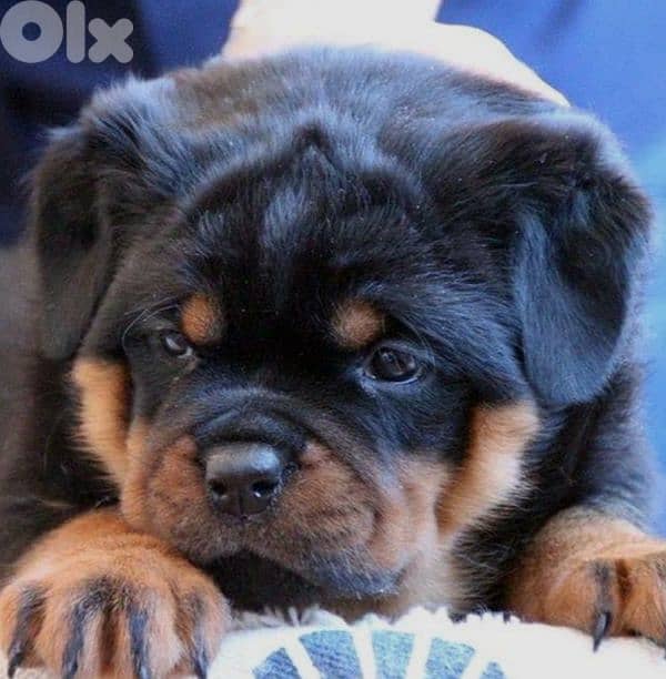 rottweiler serbian blood 1