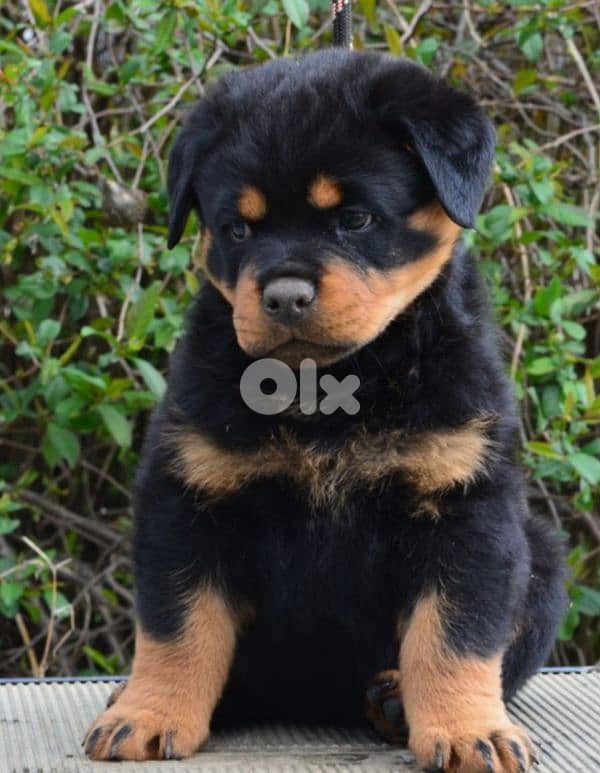 rottweiler serbian blood 2