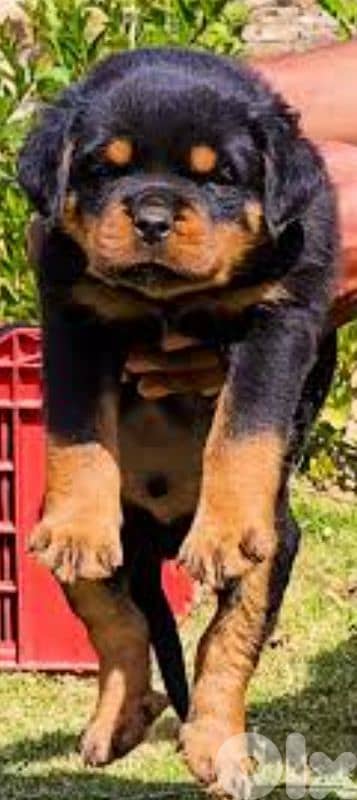 rottweiler serbian blood 3