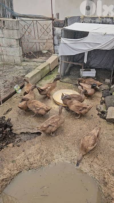 Khaki campbell ducks بط كاكي كامبل أصلي