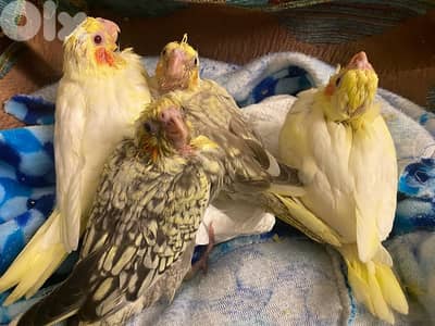 فراخ كروان ابو حمبو