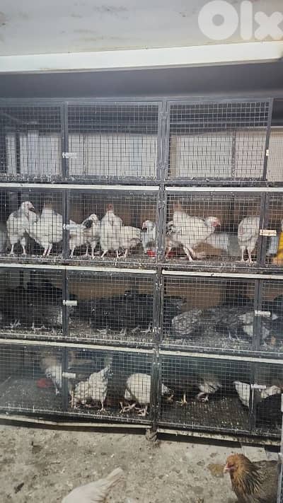 برالياس حي السبيل