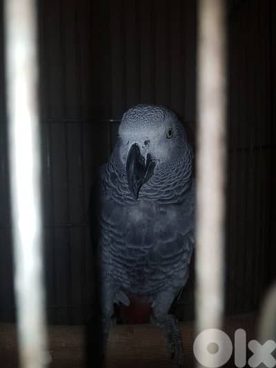 بغباء كاسكو حبه كبيره عاقل متكلم ذكر