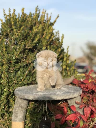 Sweetest Scottish fold kitten available in store & delivery