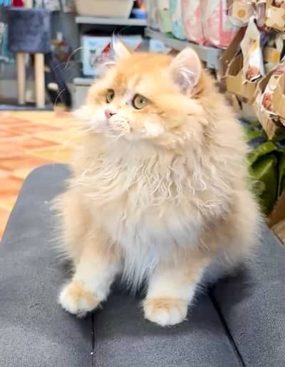 Adorable British Golden Chinchilla long hair kitten AVAILABLE