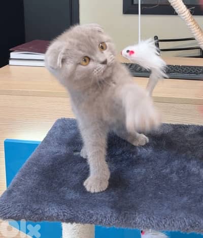 Adorable Scottish Fold Lilac color kitten AVAILABLE