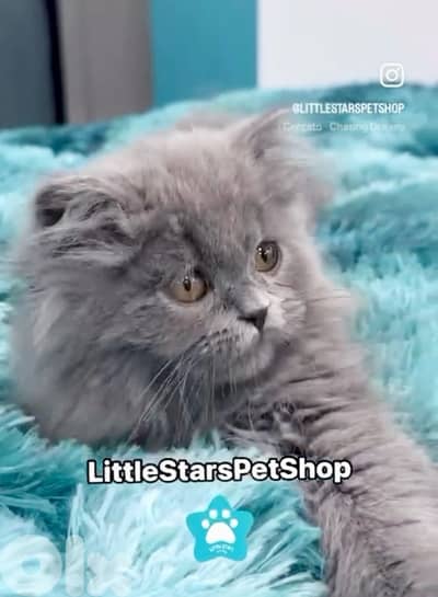 Adorable British Long Hair kitten AVAILABLE