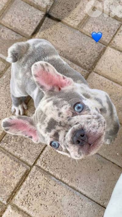 French Bulldog puppies /High Quality/Imported/Dog/كلاب