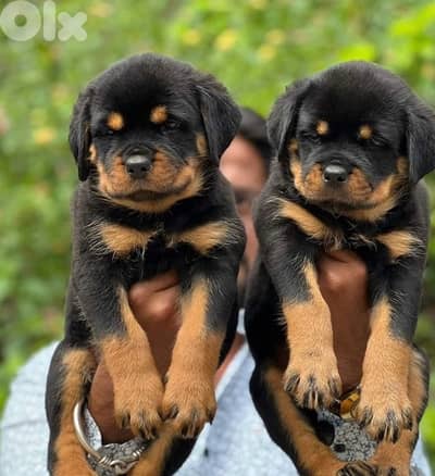 Rottweiler Puppies