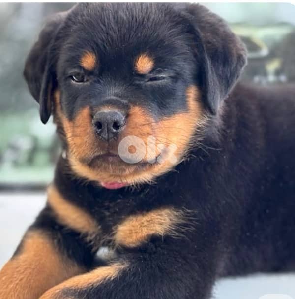Rottweiler Puppies 1