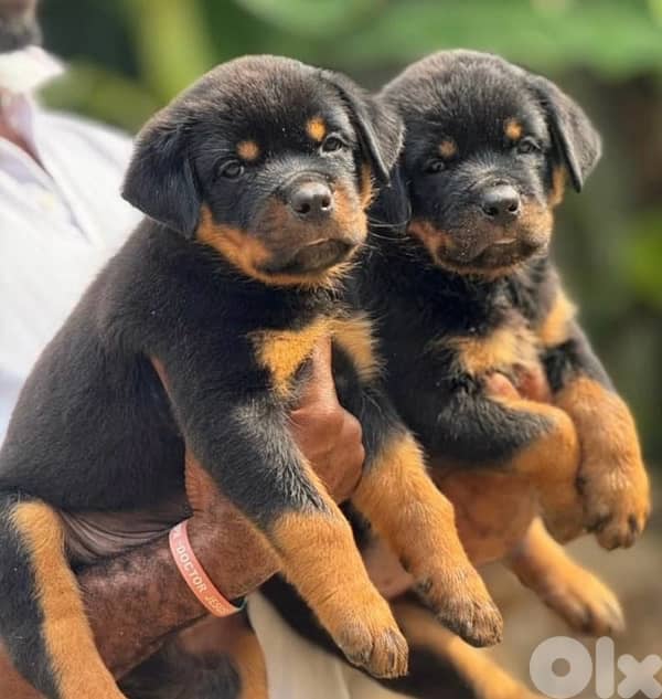 Rottweiler Puppies 2
