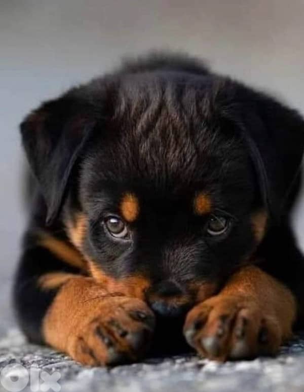 Rottweiler Puppies 3
