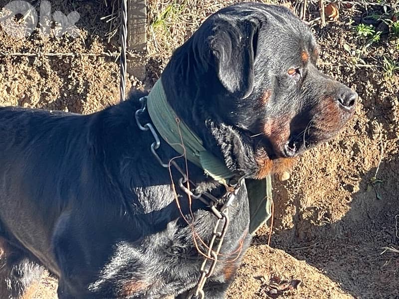 Rottweiler Puppies 5