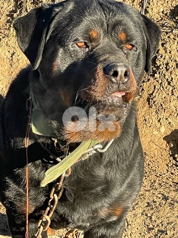 Rottweiler Puppies 6