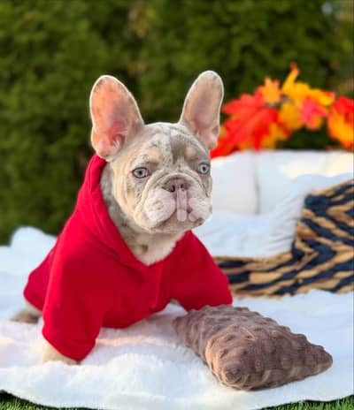 French Bulldog Puppies Merle & Tan Available