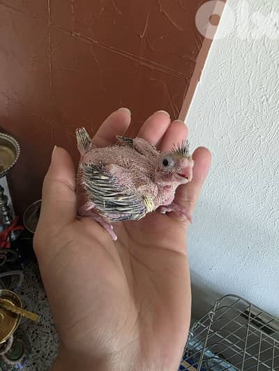 فرخ كروان عمر 18 يوم