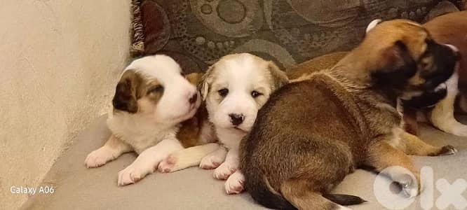 puppies for sale labrador