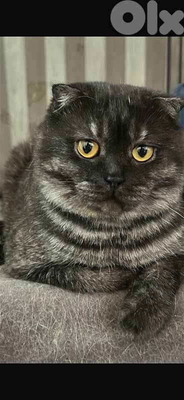 Male Scottish Fold Cat