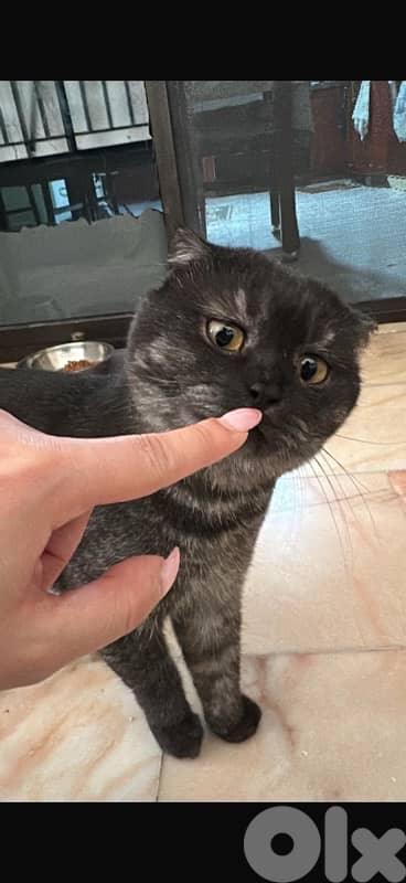 Male Scottish Fold Cat 1