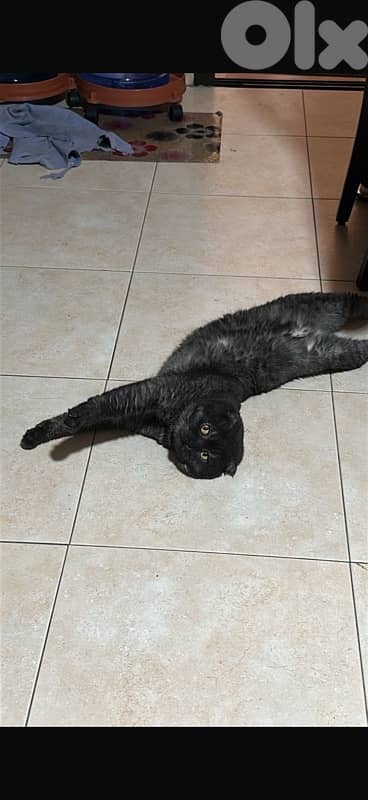 Male Scottish Fold Cat 3