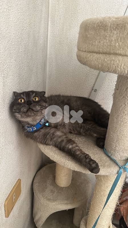 Male Scottish Fold Cat 4