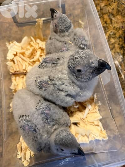 african grey (كاسكو)