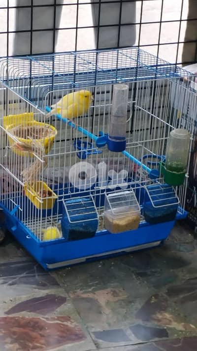 جوز بناديق جاهزين حبة ضخمة