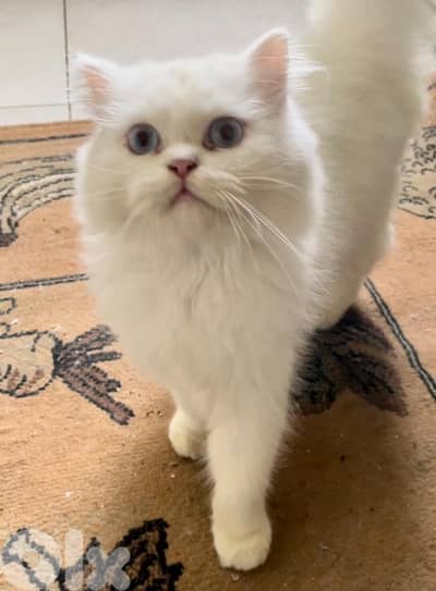 Persian White cat not Castrated very friendly