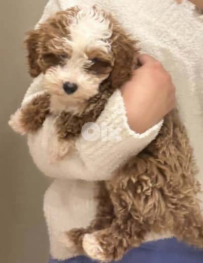 maltipoo for sale
