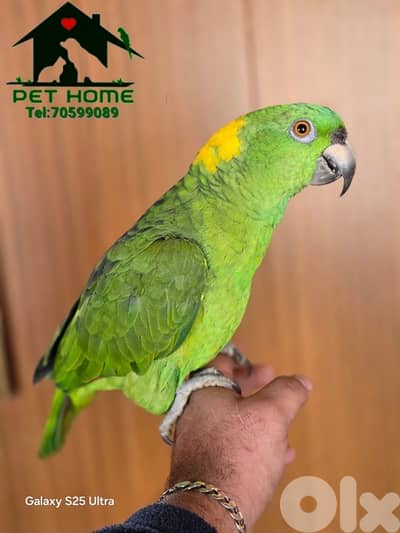 yellow naped amazon