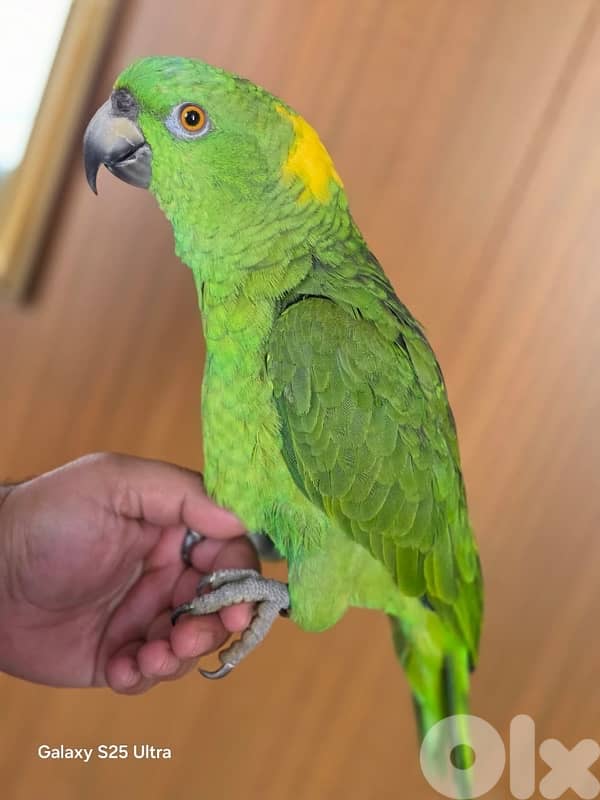 yellow naped amazon 1
