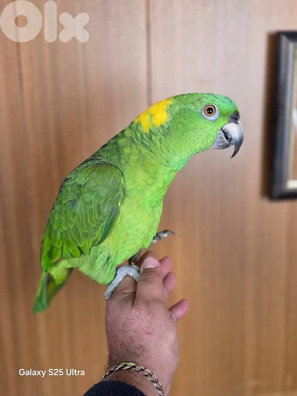 yellow naped amazon 2