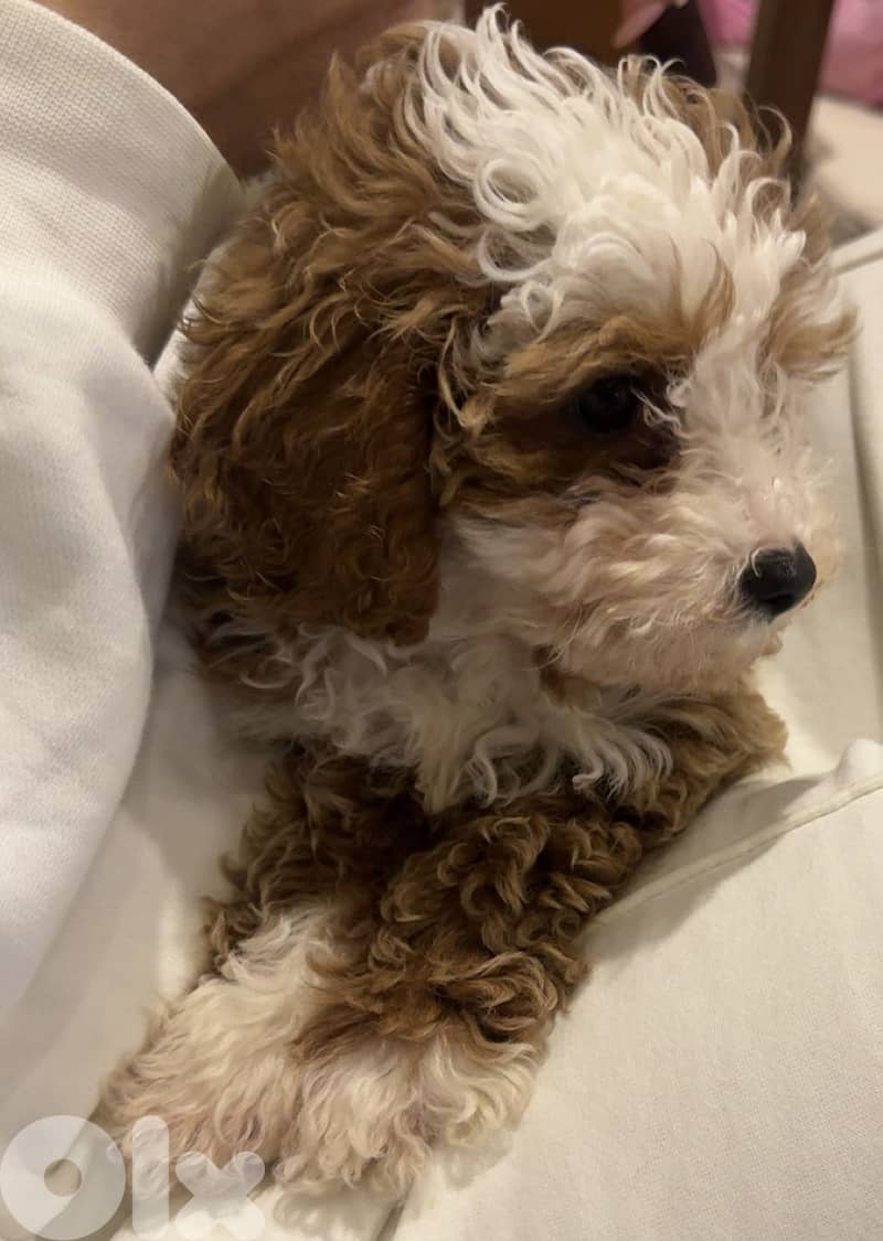 maltipoo for sale 2