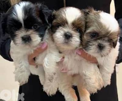 shih tzu