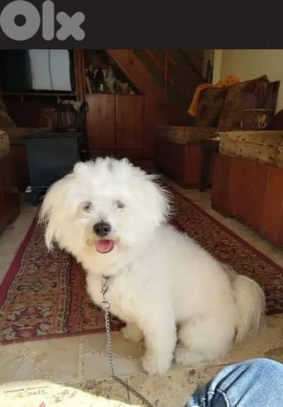 leo male bichon adop