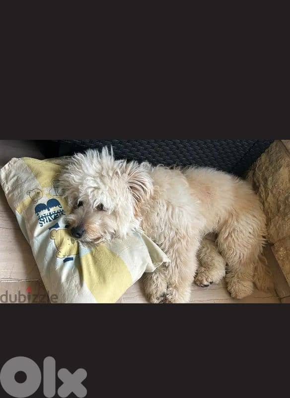 leo male bichon adop 1