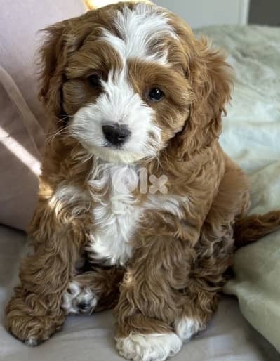 maltipoo for sale