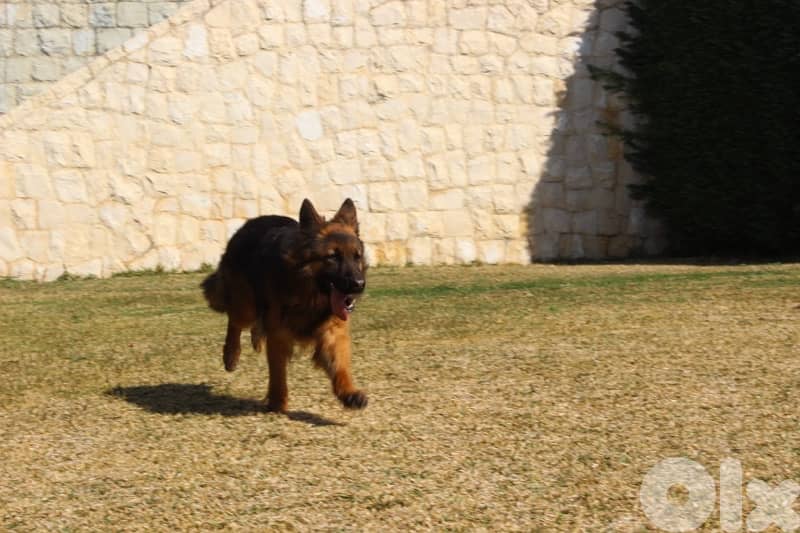 ADULT GERMAN SHEPHERD 3