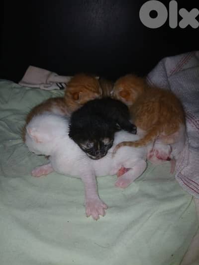Adorable Kittens for Sale – 6 cute babies Born March 4.