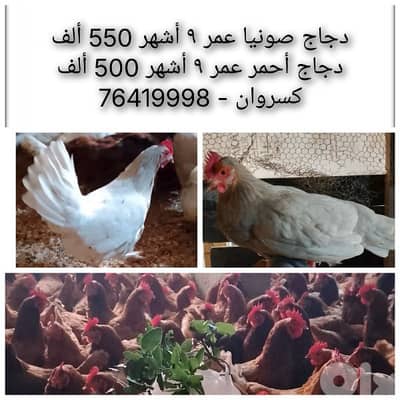 دجاج صونيا و دجاج أحمر للبيع