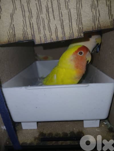 جوز روز دكر و انتي